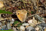 Pyronia tithonus (Titone)