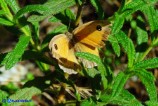 Pyronia tithonus (Titone)