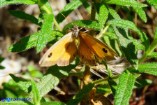 Pyronia tithonus (Titone)