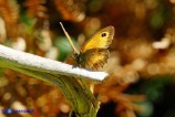 Pyronia tithonus (Titone)