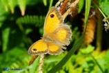 Pyronia tithonus (Titone) femmina