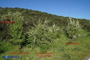 Pyrus × velenovskyi (= Pyrus spinosa × Pyrus communis), Ibrido di Perastro e Pero comune