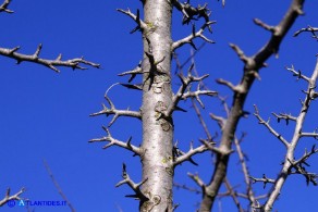 Pyrus × velenovskyi (= Pyrus × jordanovii, Pyrus spinosa × Pyrus communis): ibrido tra Perastro e Pero comune