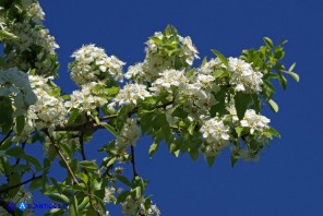 Pyrus × velenovskyi (= Pyrus × jordanovii, Pyrus spinosa × Pyrus communis): ibrido tra Perastro e Pero comune
