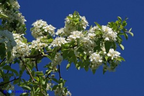 Pyrus × velenovskyi (= Pyrus spinosa × Pyrus communis), Ibrido di Perastro e Pero comune