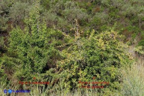 Pyrus × velenovskyi (= Pyrus spinosa × Pyrus communis), Ibrido di Perastro e Pero comune