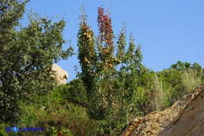 Pyrus × velenovskyi (= Pyrus spinosa × Pyrus communis), Ibrido di Perastro e Pero comune