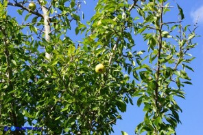 Pyrus × velenovskyi (= Pyrus spinosa × Pyrus communis), Ibrido di Perastro e Pero comune