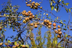 Pyrus × velenovskyi (= Pyrus spinosa × Pyrus communis), Ibrido di Perastro e Pero comune