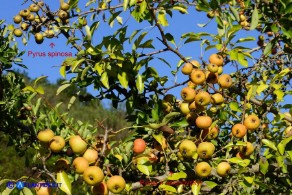 Pyrus × velenovskyi (= Pyrus spinosa × Pyrus communis), Ibrido di Perastro e Pero comune