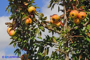 Pyrus × velenovskyi (= Pyrus spinosa × Pyrus communis), Ibrido di Perastro e Pero comune