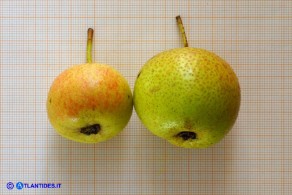 Pyrus × velenovskyi (= Pyrus × jordanovii, Pyrus spinosa × Pyrus communis): ibrido tra Perastro e Pero comune. Tipo A e tipo B