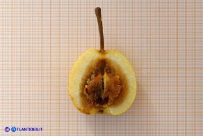 Pyrus × velenovskyi (= Pyrus spinosa × Pyrus communis), Ibrido di Perastro e Pero comune: un frutto di tipo B parzialmente ammezzito