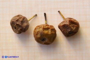 Pyrus × velenovskyi (= Pyrus × jordanovii, Pyrus spinosa × Pyrus communis): ibrido tra Perastro e Pero comune. Alcuni frutti di tipo A completamente ammezziti
