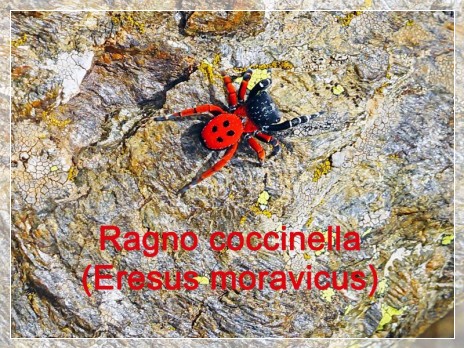 Vai al capitolo ERESUS MORAVICUS  Go to section ERESUS MORAVICUS