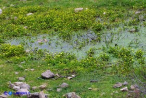 Ranunculus ophioglossifolius (Ranuncolo a foglie di Ofioglosso)