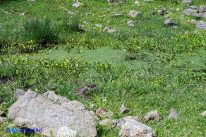 Ranunculus ophioglossifolius (Ranuncolo a foglie di Ofioglosso)