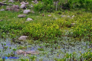 Ranunculus ophioglossifolius (Ranuncolo a foglie di Ofioglosso)