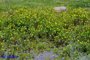 Ranunculus ophioglossifolius (Ranuncolo a foglie di Ofioglosso)