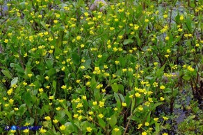 Ranunculus ophioglossifolius (Ranuncolo a foglie di Ofioglosso)