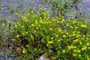 Ranunculus ophioglossifolius (Ranuncolo a foglie di Ofioglosso)