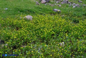 Ranunculus ophioglossifolius (Ranuncolo a foglie di Ofioglosso)