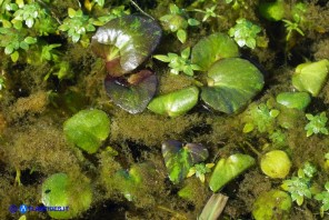 Ranunculus ophioglossifolius (Ranuncolo a foglie di Ofioglosso)