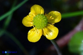 Ranunculus ophioglossifolius (Ranuncolo a foglie di Ofioglosso)