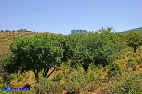 Rhamnus persicifolius (Ranno di Sardegna)