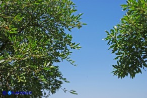 Rhamnus persicifolius (Ranno di Sardegna): pianta maschile a sn e femminile a dx