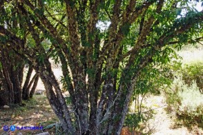 Rhamnus persicifolius (Ranno di Sardegna): esemplari formati da numerosi tronchi sullo stesso ceppo