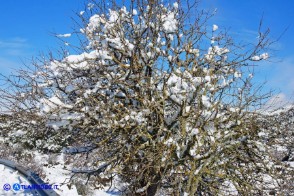 Rhamnus persicifolius (Ranno di Sardegna) in inverno