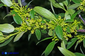Rhamnus persicifolius (Ranno di Sardegna): i fiori maschili