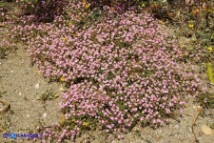 Rhodalsine geniculata (Minuartia ginocchiata)