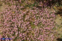 Rhodalsine geniculata (Minuartia ginocchiata)