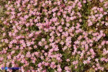 Rhodalsine geniculata (Minuartia ginocchiata)