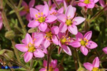 Rhodalsine geniculata (Minuartia ginocchiata)