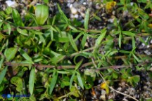 Rhodalsine geniculata (Minuartia ginocchiata)