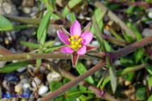 Rhodalsine geniculata (Minuartia ginocchiata)