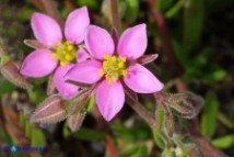 Rhodalsine geniculata (Minuartia ginocchiata)