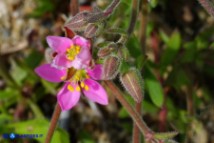 Rhodalsine geniculata (Minuartia ginocchiata)