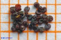 Rhodalsine geniculata (Minuartia ginocchiata): i semi