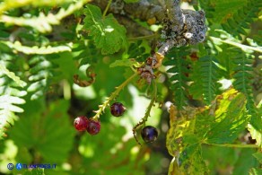 Ribes multiflorum ssp. sandalioticum (Ribes di Sardegna)