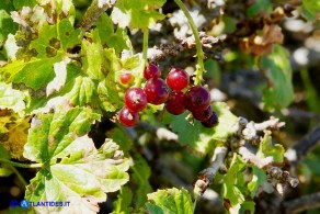 Ribes multiflorum ssp. sandalioticum (Ribes di Sardegna)