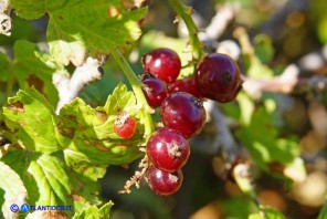 Ribes multiflorum ssp. sandalioticum (Ribes di Sardegna)