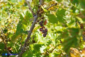 Ribes multiflorum ssp. sandalioticum (Ribes di Sardegna)