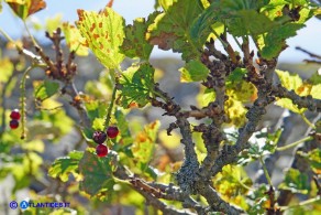 Ribes multiflorum ssp. sandalioticum (Ribes di Sardegna)