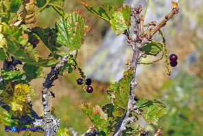 Ribes multiflorum ssp. sandalioticum (Ribes di Sardegna)