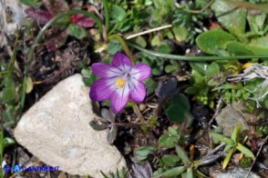 Romulea bella-ignota