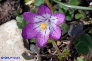 Romulea bella-ignota